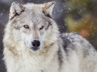 gray wolf in snow gray wolf in snow
